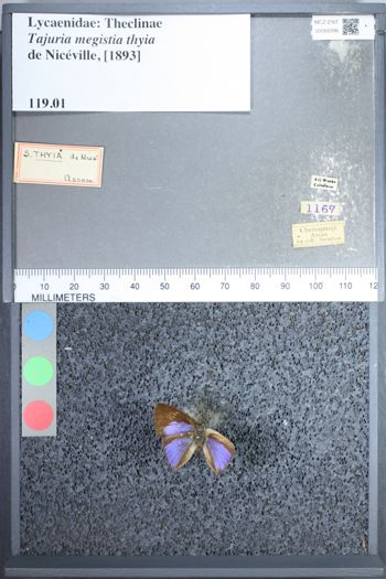Media type: image;   Entomology 68396